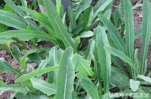 酱草|一种野菜,季节性很强,再不吃就老了,宁愿少吃肉也要来一盆