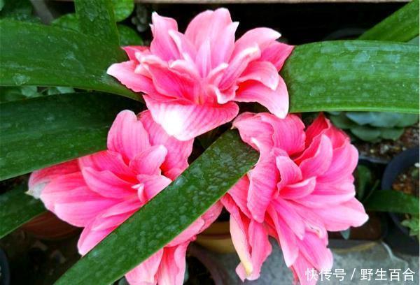 漂亮|家里阳台必养此款花卉,不仅名字好听,花也漂亮,花香四溢