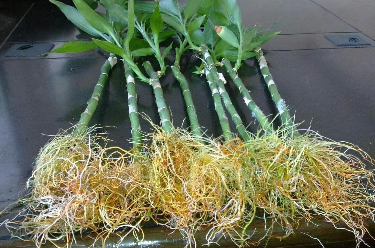 牛人自制2种生根液，2元让根系疯长1年，花卉一天一个样