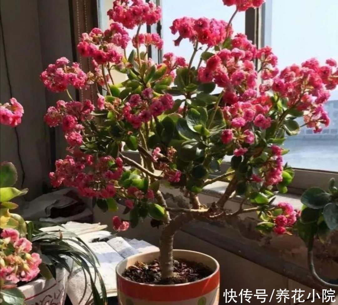 养花|家里的长寿花,用1种方法,让它尽快长成老桩,开花多又美