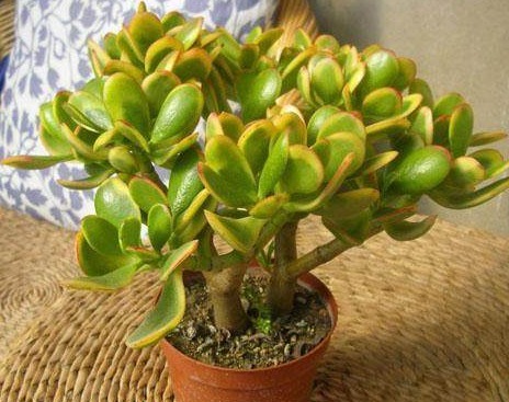 有几种盆栽不能养在家里，据说还能带来危害，了解吗