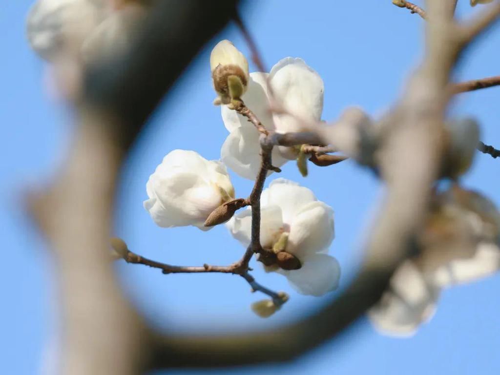 繁花烂漫迷人眼，香洲这里春色如画...