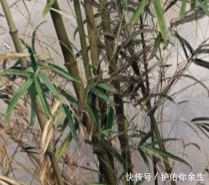 冷军用油画画竹子,我是第一人,中国人没画过,西方人不会画!