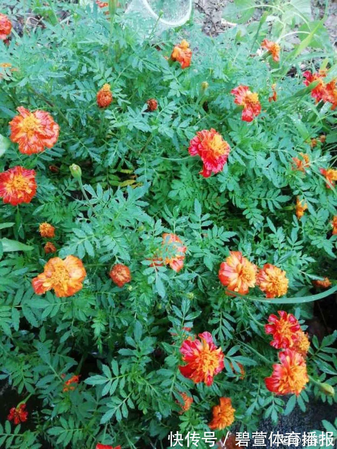 7种花插土里,立马长满院子,蚊虫不敢靠近!