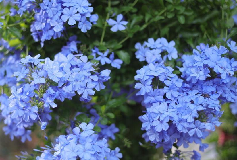 闲时修篱种花，笑看花草缤纷四季，夏季怎能少了蓝雪花