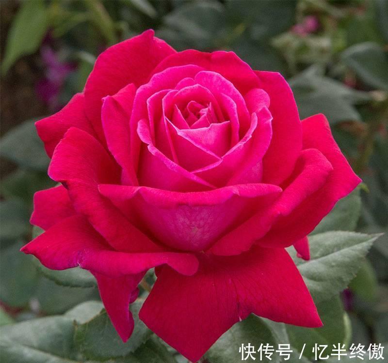 3种花超让人喜欢,植株低矮,花色绚丽,四季开花不停,养护很容易