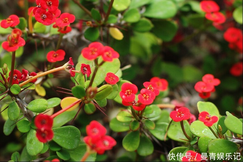 虎刺梅冬天如何养?牢记4点,冬天也能开出艳丽的花儿