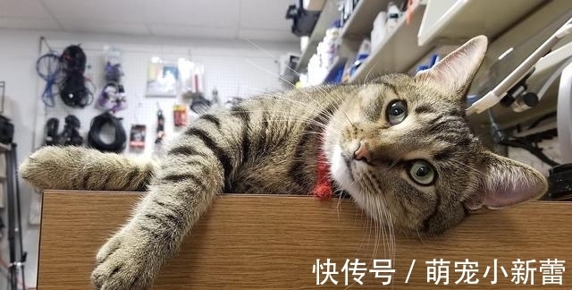 虎斑猫|大学聘请新图书管理员, 只卖萌不干活, 猫咪管理员吸引学生多读书