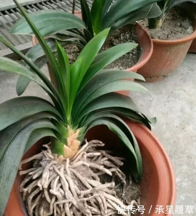 饼肥|养君子兰,盆里放一块“它”,什么肥不用施,长得油绿、花多