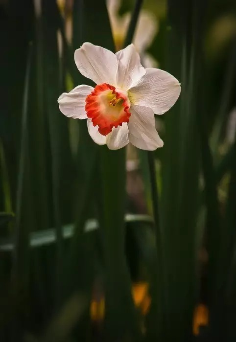 中国十大名花欣赏,美极了!