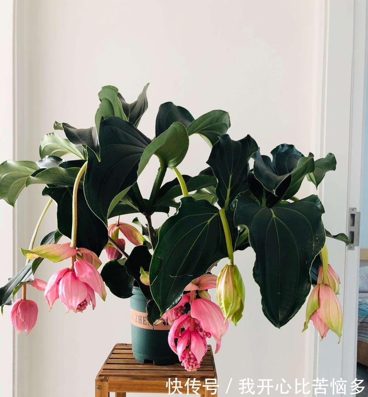 3种“贵族花”,盆盆价值几百元,颜值虽出众,但真不舍得买!