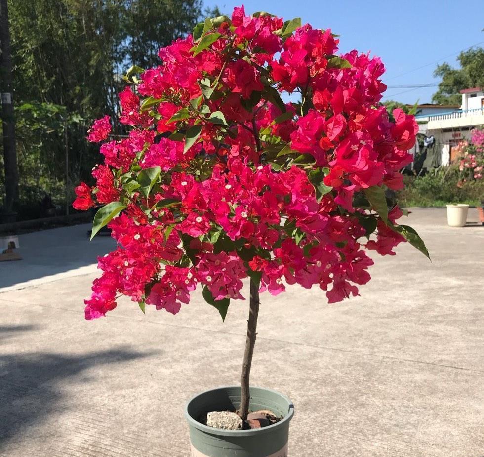 有机肥|让三角梅顺利开花，做好三步，花开大半年，比枝叶多