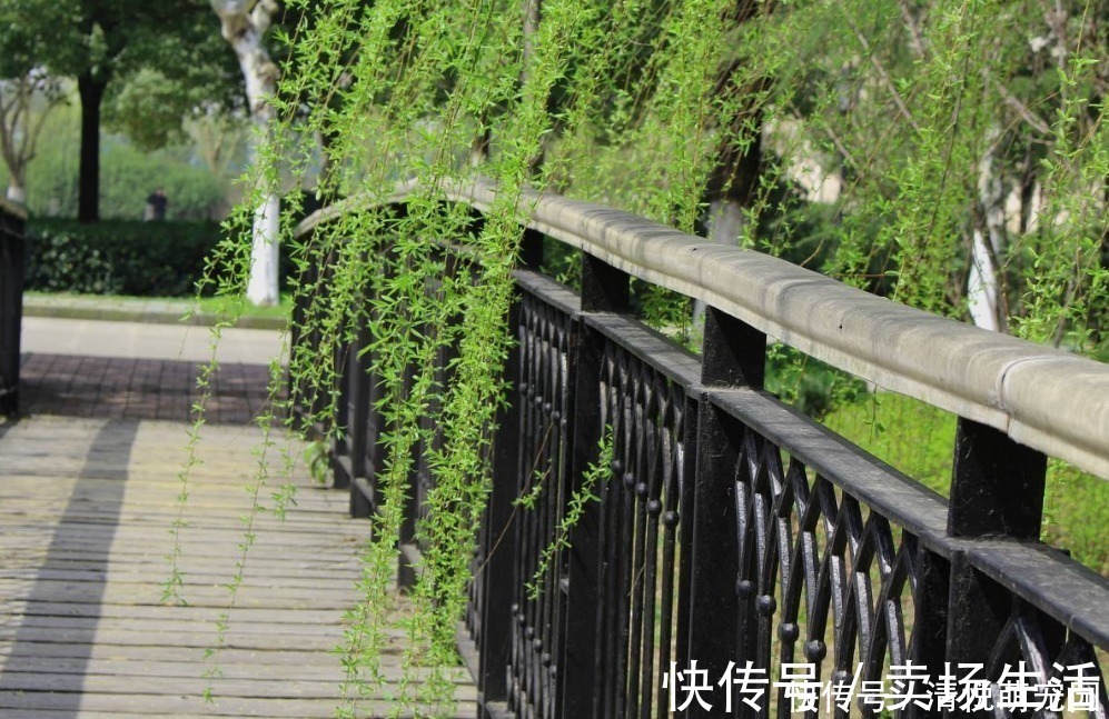 柴陵郁禅师#老和尚摔下毛驴悟出首诗,小和尚读完也写一首,都流传了900多年