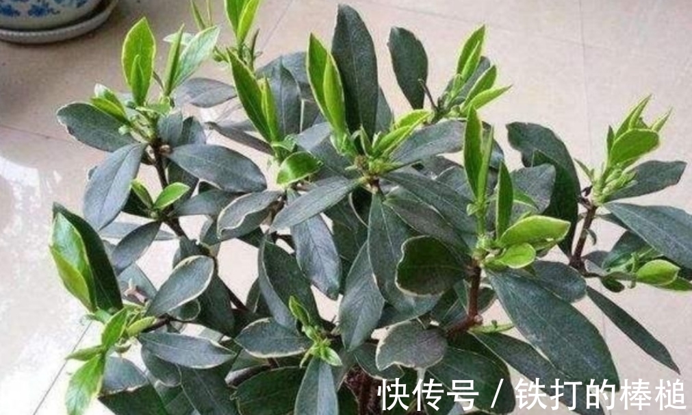 金边瑞香开完花后,下一步要如何养护?植株才能长得旺盛