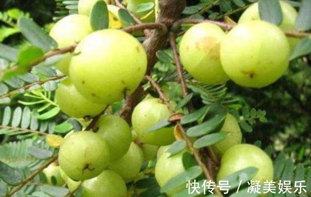 清热解毒|立秋后，每晚当零食吃一把，清热解毒，咳嗽不咳，常吃不显老