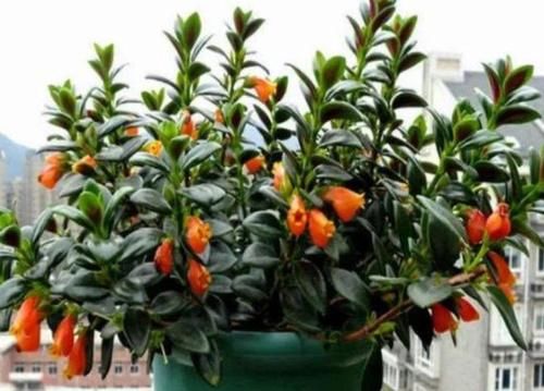 4种花好养易活，旺财又养人，好养易爆盆，打理简单，长得漂亮
