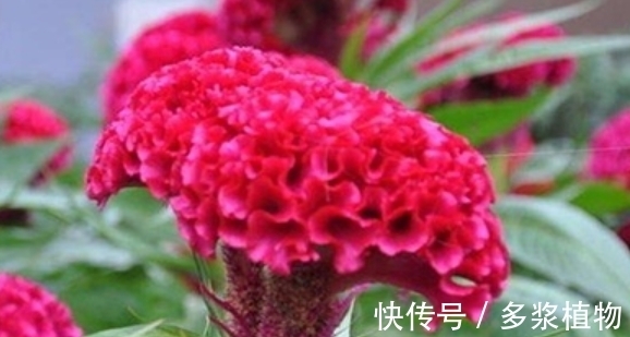 香雪兰属|比“香水”还香的4种花，养1盆满屋飘香，美不胜收，你养了吗