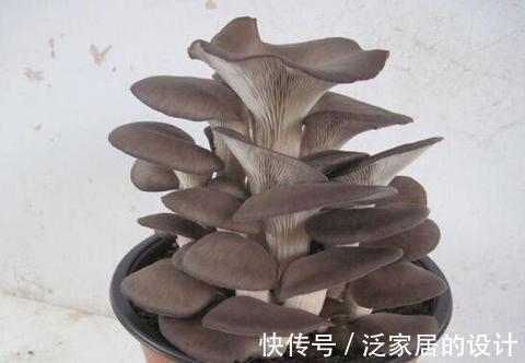 蘑菇|掌握住种植方法，居家盆栽蘑菇，好吃又好玩，观赏也不错