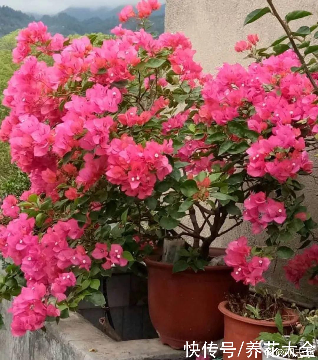 抗病、不招虫的天竺葵，屋里养一盆，开花一茬接一茬