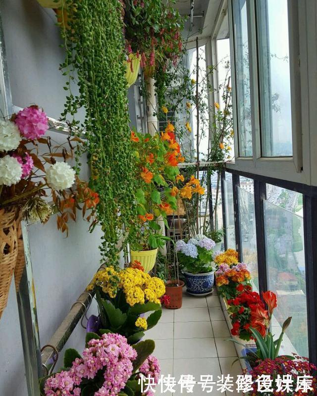 杀菌|卫生间没窗户？养此4种花，耐阴好活，关键：除臭、杀菌，空气好