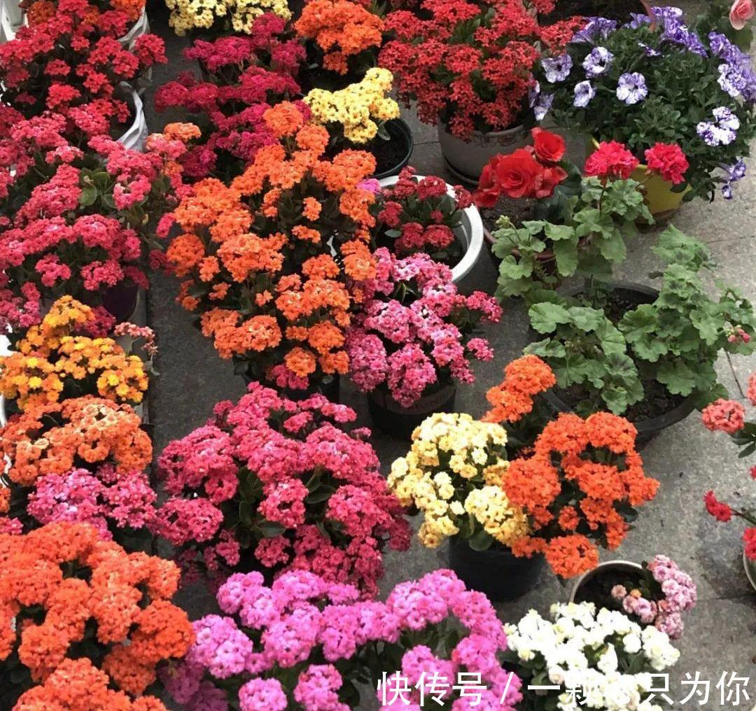 长寿花开成“大花球”,是怎样“炼成的”?5个小技巧,照做就行