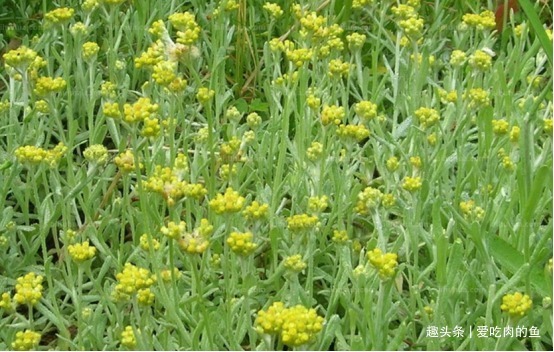 生肖|来看看，你的生肖对应什么花，十二生肖花语