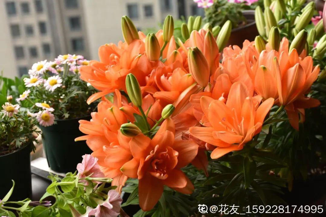 蕾丝|30种夏天花,热不死、晒不死,大半年都开花,还没病虫害