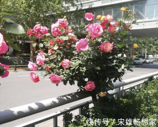 别给花卉用“营养剂”,此种“肥水”,营养多,2个月浇1次,旺盛