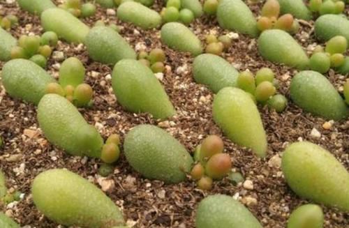 养多肉绿龟之卵，摸清这些，叶子水灵灵、翠绿欲滴