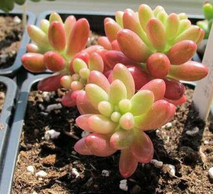 原生长|3种多肉漂亮又好养,扔盆里不用管都能长爆盆,懒人新手都能养好