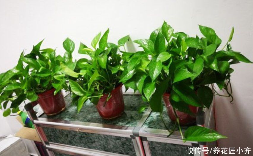 5种花，掐根枝条就能活，春天别闲着，掌握技巧新手也可以