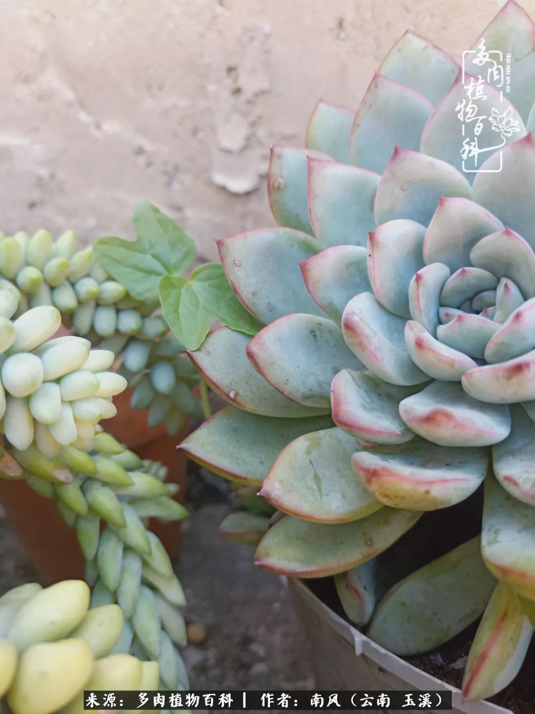 从小喜欢绿植,后来遇见多肉,情不知所起,那就再接再厉!