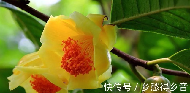 你的院子还有位置吗养“金花茶”吧，花色喜庆，具有营养价值！