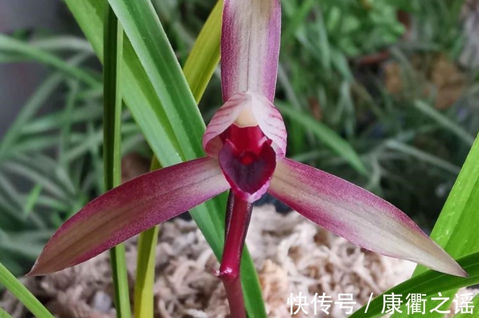 12月养春兰,忌讳这3点!忘记了,植株到来年春天开花难