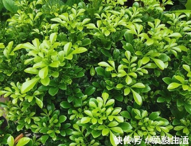 米兰花|不会养米兰花教你3招，让它快快爆盆，开花不断！