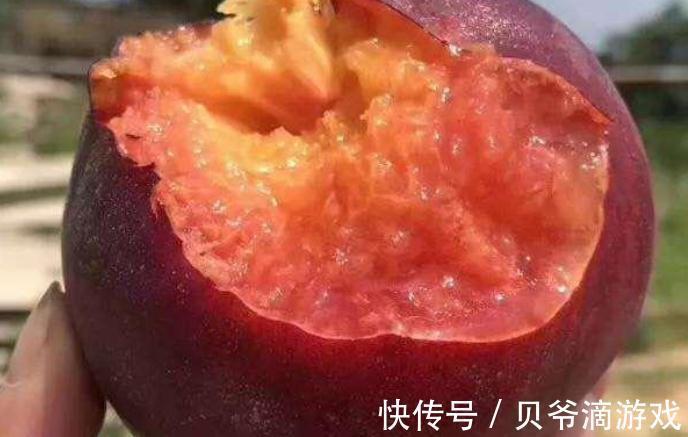 四川发现一个大叔种的果树！果肉鲜甜多汁，富含花青素