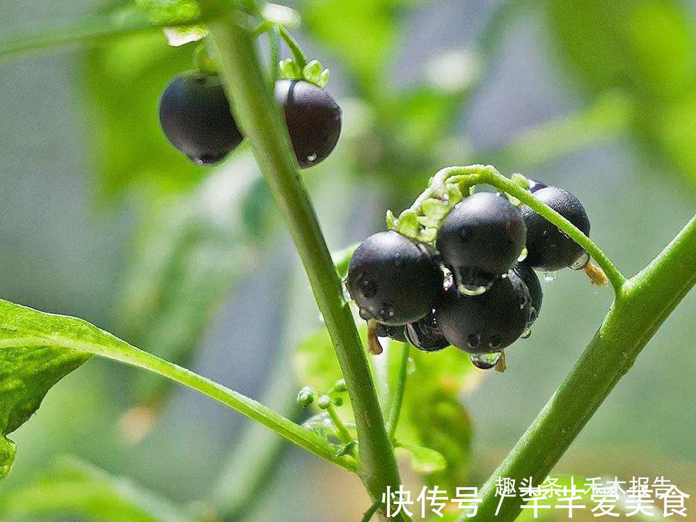 龙葵|全株都有毒,玉米田常见,儿时常摘来当零食吃,如今价值不菲