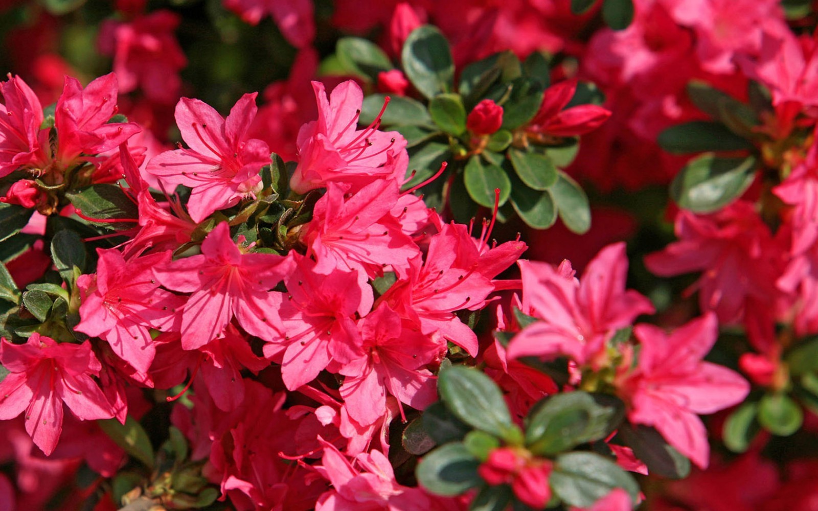 此花是代表了忠诚和幸运的花，是山中的一抹血红