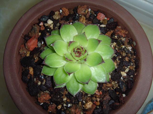 常容易|这4种盆栽,简单漂亮好养活,新手也可从1棵养到10棵,阳台放不下