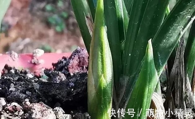 为什么说用细植料养兰花,更容易服盆成活?