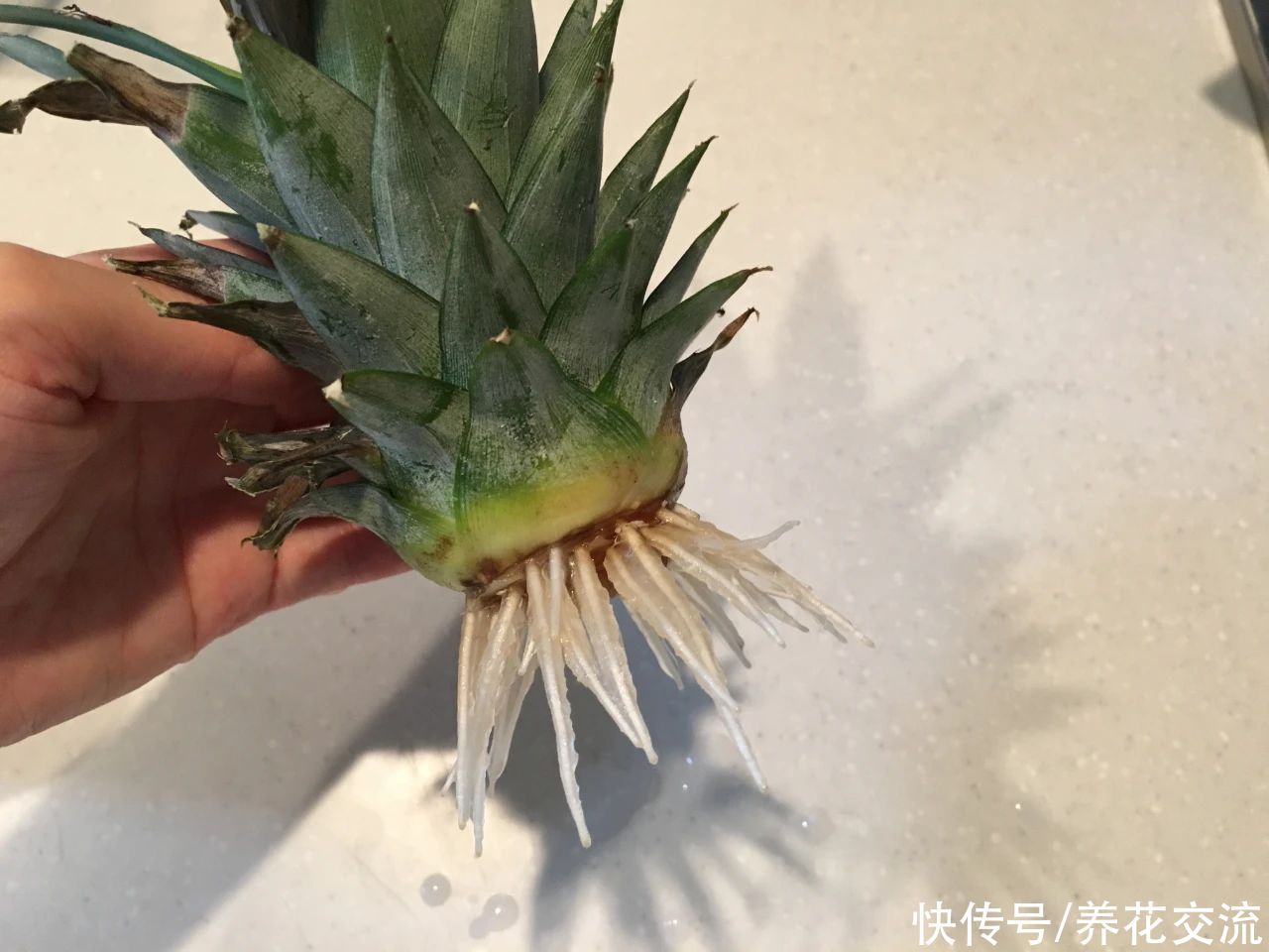 吃剩下的菠萝头别丢，水培生根后转土培，2年后可开花结果