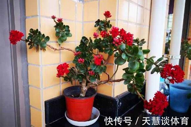 天气冷,六种花要“干养”,少水多晒才健壮,养成老桩更旺家