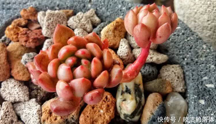 如莲似花,美好心情由你而始!