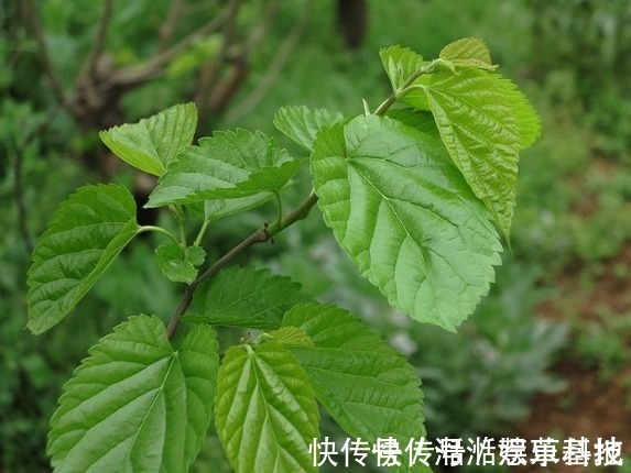 血液粘稠|农村一种树叶“专克”血稠,取几片泡水喝,血液粘稠如粥也不怕