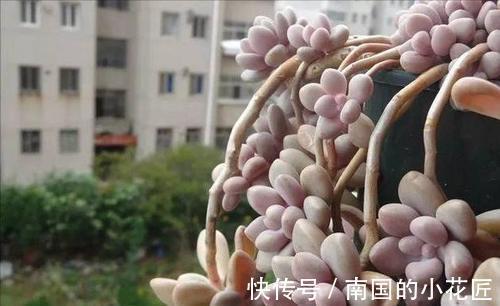 叶片|养多肉不爆“头”？“掰叶法”来帮忙，叶片掰一掰，叶下长满新头