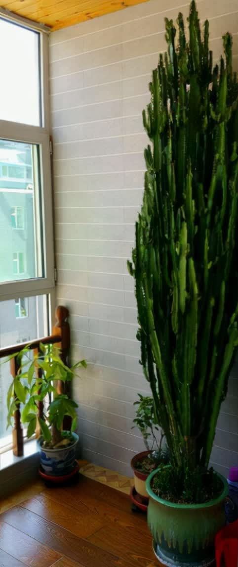 铁树|五种“镇宅花”,听名字就很“霸气”,关键还好养