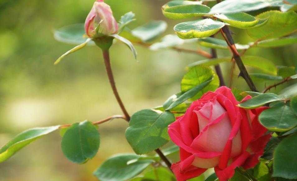 客厅|这几种特殊花不能放在客厅,别看开花美,但花香实在顶不住