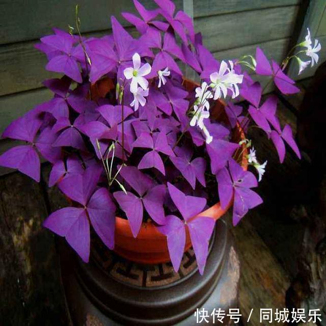 这3种花养成“盆景”价值翻倍,颜值高造型美,谁都试一试