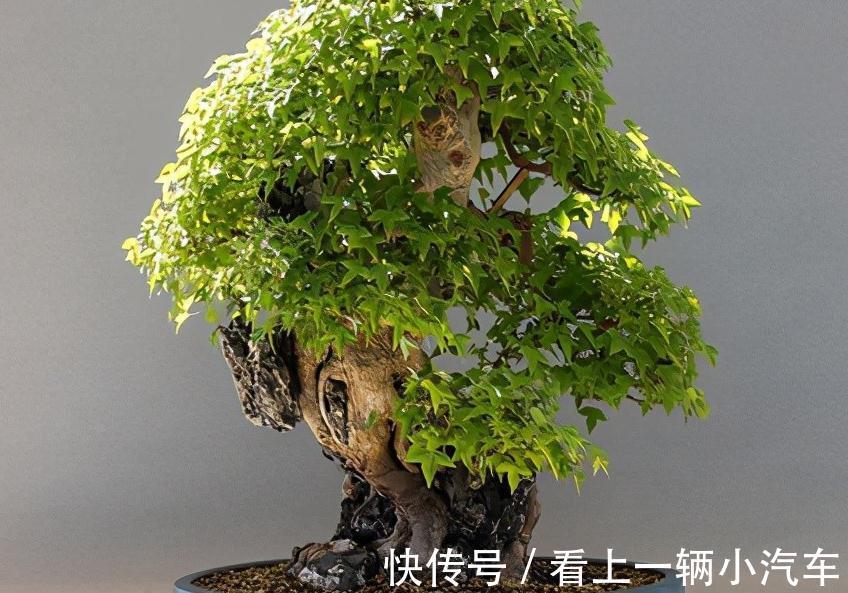 老叶|植物花卉缺啥元素，11种症状对应11种元素