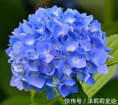 家有小院,几种花安排上,美丽还吉祥